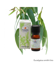Volatile Eucalyptus Citroen 
