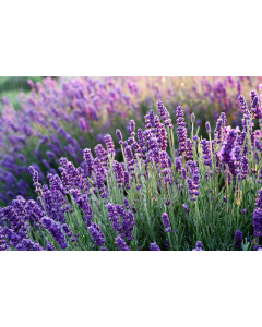 Relaxing Lavendel Gel Pakking 500 ml