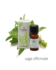 Volatile Melissa officinalis