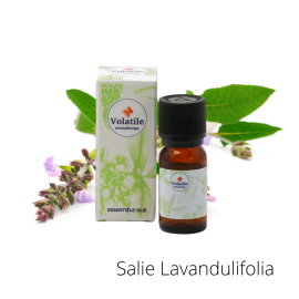 Volatile Salie Lavandulifolia