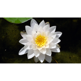 Ontspannende Witte Lotus Gel Pakking 500 ml