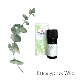 Volatile Eucalyptus, Wild